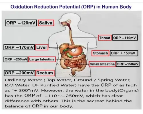 Reduces Oxidative Stress